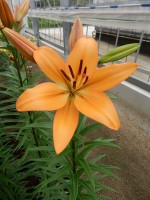 [5084 Indian Diamond EVR No01.JPG]